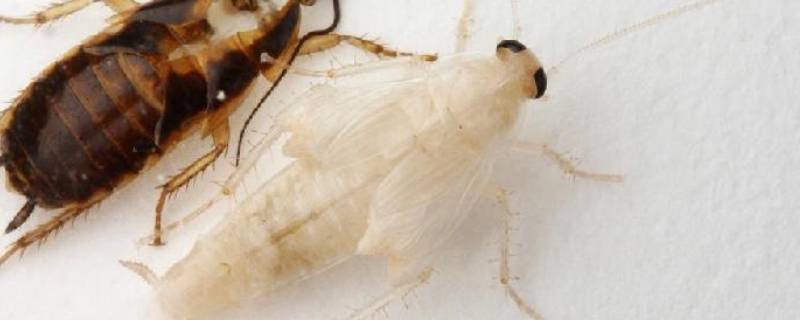 白色的蟑螂是什么品种 白色蟑螂长什么样