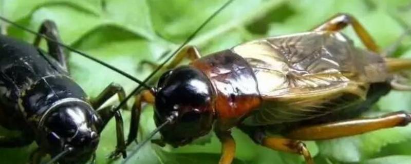 蟋蟀是什么季节的动物 蟋蟀是什么