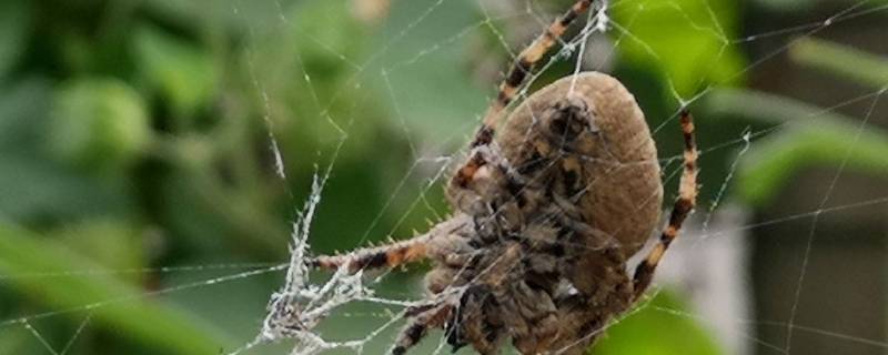 大腹园蛛能活多久 大腹园蛛可以上手吗