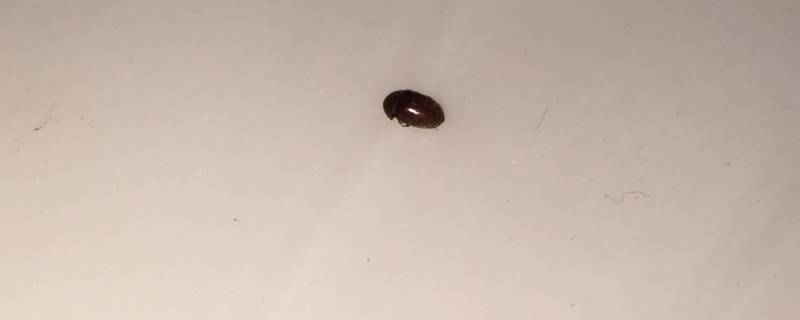 小米粒大小的褐色硬壳虫子（米粒大小有壳会飞褐色的虫子）