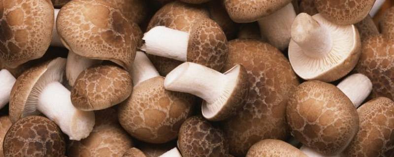 菌菇种类 菌菇种类名字以及图片