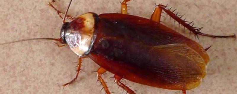 蟑螂可以活多久 蟑螂一般可以活多久