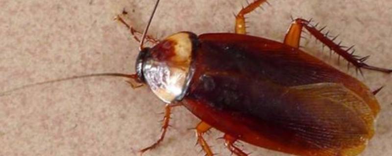 幼体蟑螂是什么样的 蟑螂是什么样的