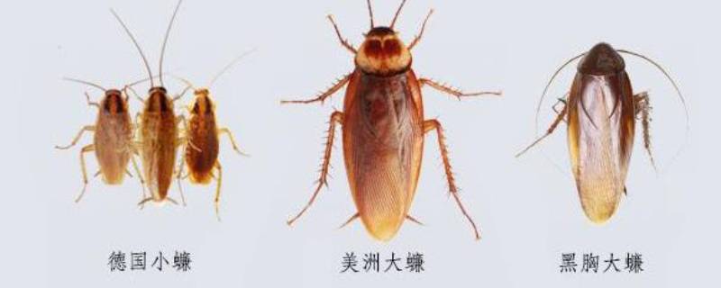 蟑螂是怎么繁殖的 蟑螂是怎么繁殖的、是越打越多吗?