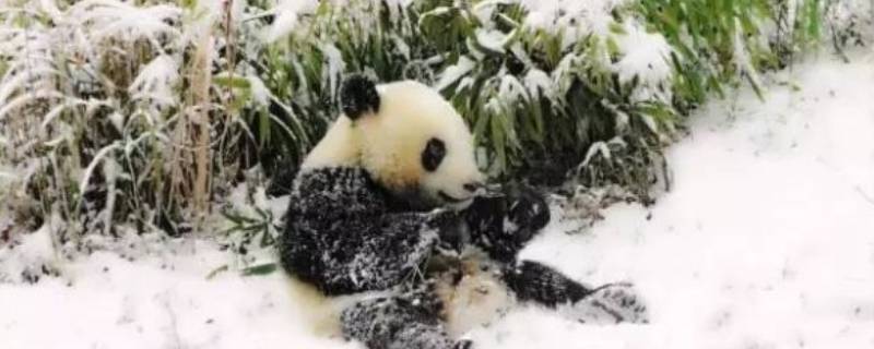 大熊猫是否冬眠（大熊猫有没有冬眠）