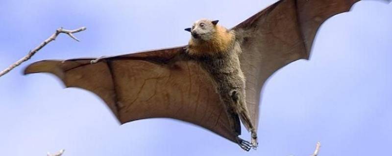 中国有几种蝙蝠种类 蝙蝠种类