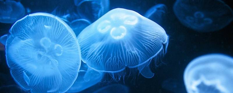 在大海边捡到透明水母有毒吗 海边捡到的水母是什么