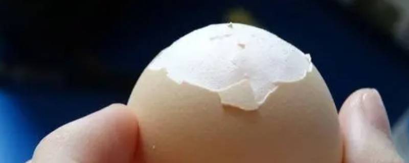 卵壳膜的作用能够减少什么的流失 卵壳膜的作用