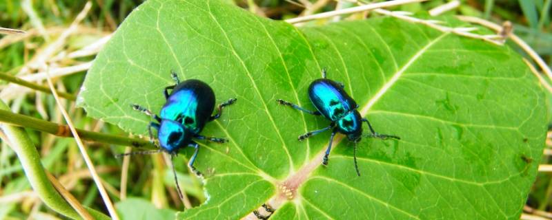 蓝色的虫子是什么虫子（花菜上面蓝色的虫子是什么虫子）