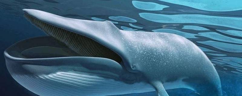 保护蓝鲸的标语英文 保护蓝鲸的标语
