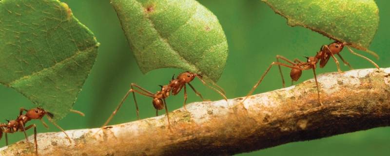 各种蚂蚁的名称 蚂蚁的名称