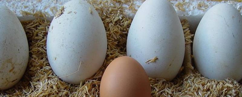 带皮鹅蛋蒸多久才熟 鹅蛋蒸多久才熟