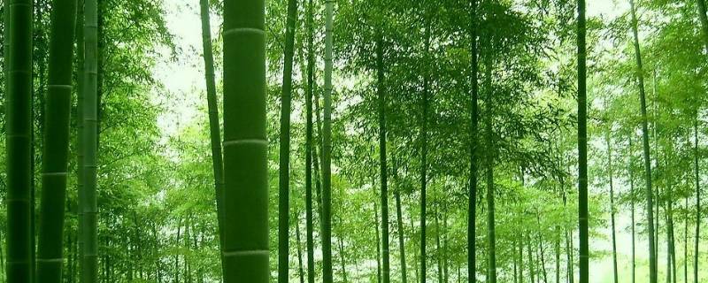 描写竹的诗 描写竹的诗句