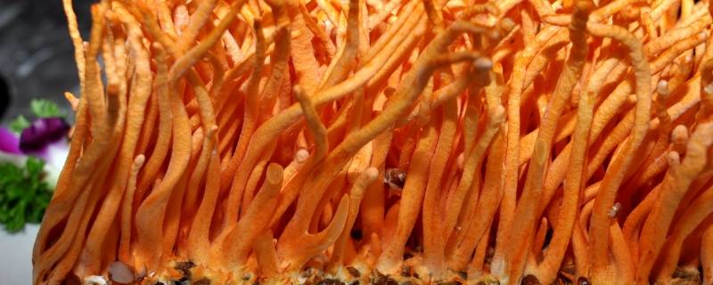 橙色一根一根的菌菇叫什么（橙色一根一根的菌菇图片）