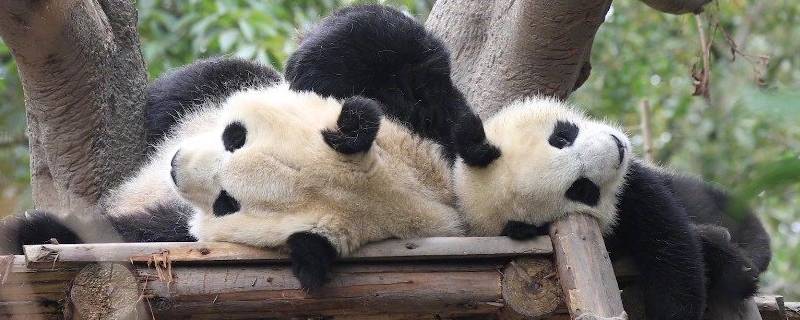 大熊猫一般住在哪 大熊猫一般住在哪里