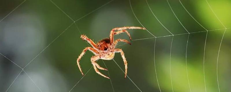 为什么蜘蛛会织网 为什么蜘蛛会织网?为什么蜘蛛会在下雨的时候织网?