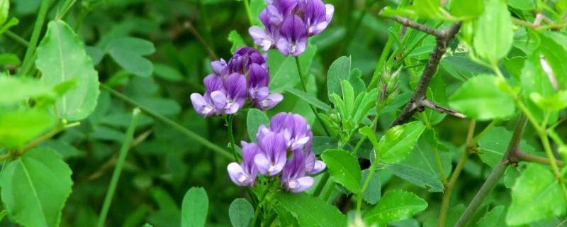 紫花苜蓿与苜蓿草区别（苜蓿和紫花苜蓿是一种草吗）