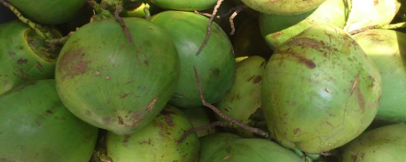 青椰子保存多久 椰青保存时间