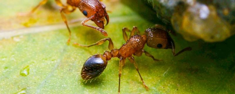 为什么蚂蚁搬家会下雨 原理是什么 为什么蚂蚁搬家会下雨