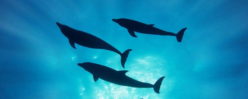 海豚最大特点是什么 海豚的主要特点