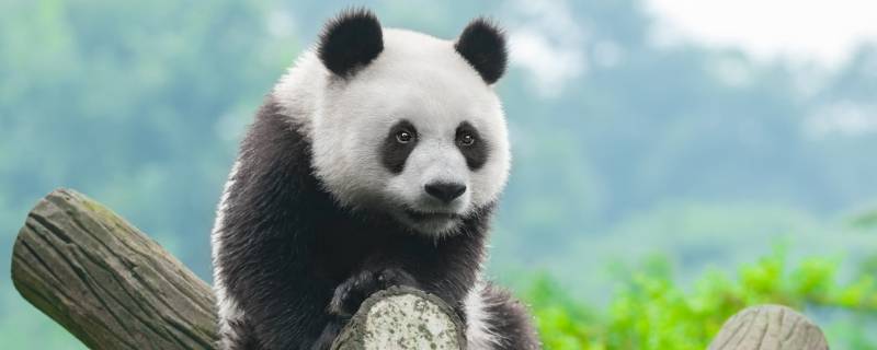 熊猫为什么是熊科 熊猫为什么是熊科动物