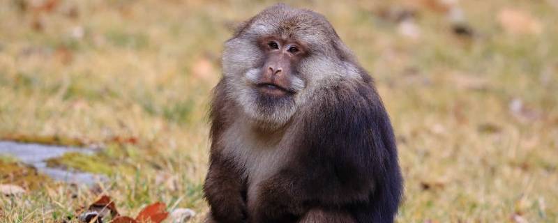 藏酋猴的特点 短尾猴和藏酋猴的区别