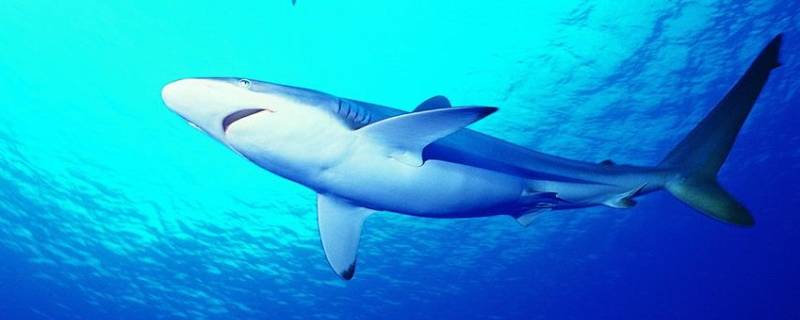 鲨鱼的习性和特点 鲨鱼的特征和特点