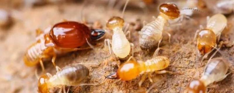 大水蚁能活多久（大水蚁存活时间）