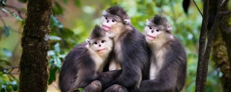 滇金丝猴的特点 滇金丝猴的特点是什么