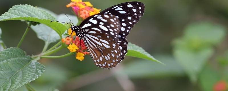 青斑蝶的特点 斑蝶的类别