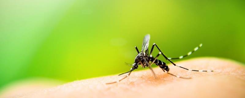 蚊子多久吸一次血 蚊子多久吸一次血 知乎