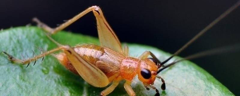 昆虫对人类有益的方面有哪些 昆虫对人类的有益和有害方面