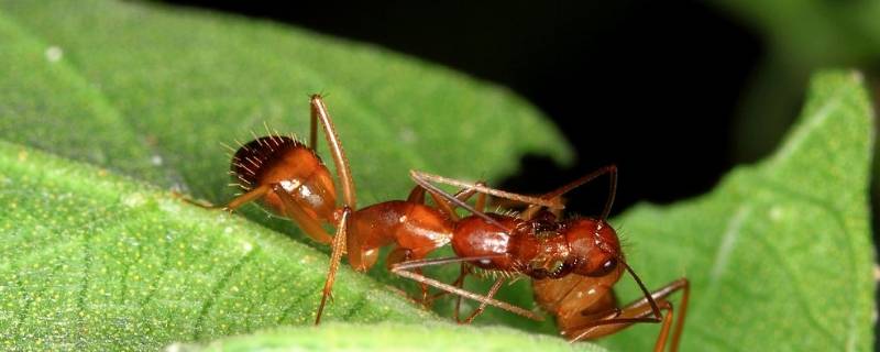 红蚂蚁是什么样子的（红色蚂蚁长什么样）