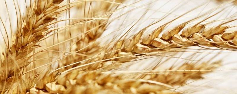 小麦起源（小麦起源于亚洲西部新月沃土地区其中在伊朗西南部）