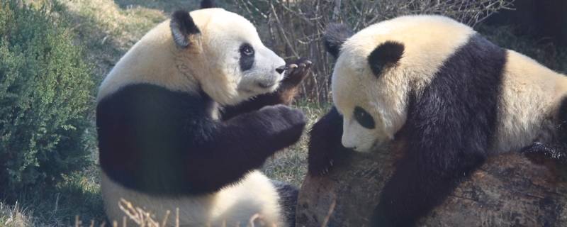 国宝大熊猫的活动有哪些 大熊猫的活动有哪些