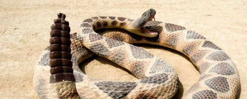 响尾蛇的特点 沙漠响尾蛇的特点