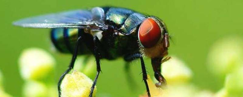 个头很大的黑苍蝇是什么蝇 特别大的黑色苍蝇叫什么