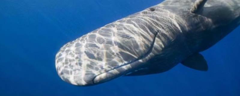 海底两万里抹香鲸的特点 抹香鲸的特点