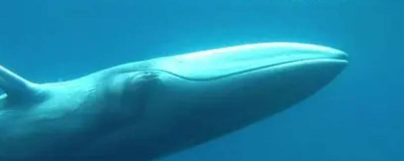 角岛鲸的特点 角岛鲸长什么样子