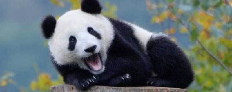 大熊猫吃什么种类竹子 大熊猫吃哪几种竹子