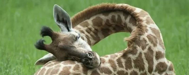 长颈鹿是怎么睡觉的 长颈鹿是怎样睡觉的呢?