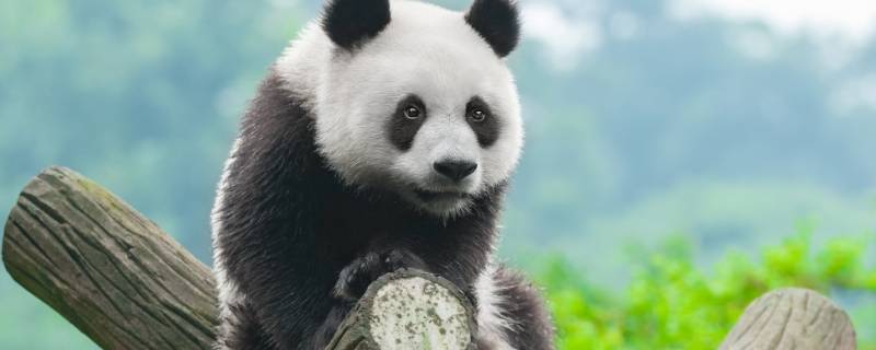 一只成年大熊猫有多重英语 一只成年大熊猫有多重