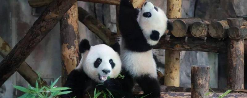 熊猫的特长是啥 熊猫的爱好和特长是什么