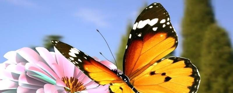 为什么毛毛虫会变成蝴蝶的答案 为什么毛毛虫会变成蝴蝶