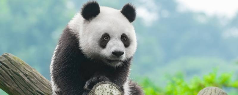大熊猫最喜欢吃什么 大熊猫最喜欢吃什么东西