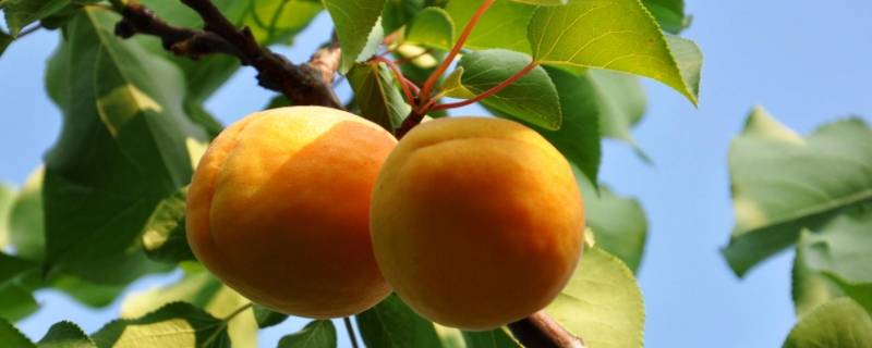 杏怎么保存的时间长怎么做好吃 杏怎么保存