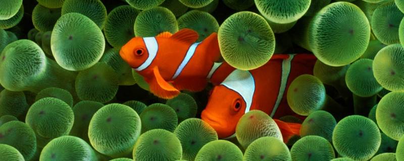 小丑鱼和海葵是如何共生的图片 小丑鱼和海葵是如何共生的