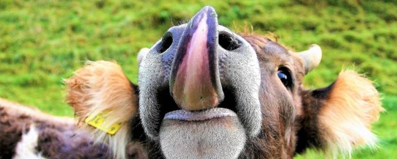牛的舌头有什么特点（牛舌是牛的舌头）
