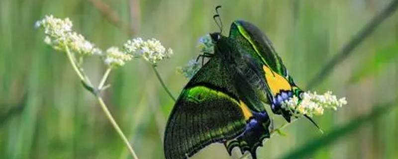 金斑喙凤蝶的特点 金斑喙凤蝶雌雄比例