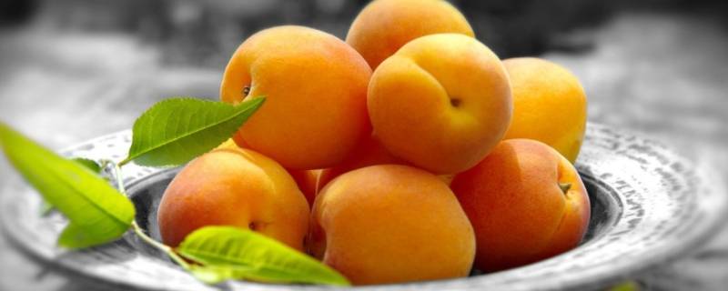 白杏和黄杏的区别是什么 小白杏和小黄杏的区别